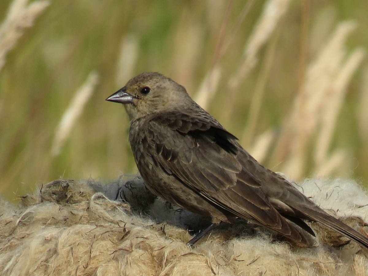 Brown-headed Cowbird - ML63774321
