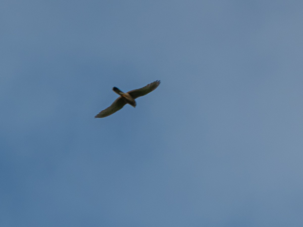 Eurasian Kestrel - ML637743210