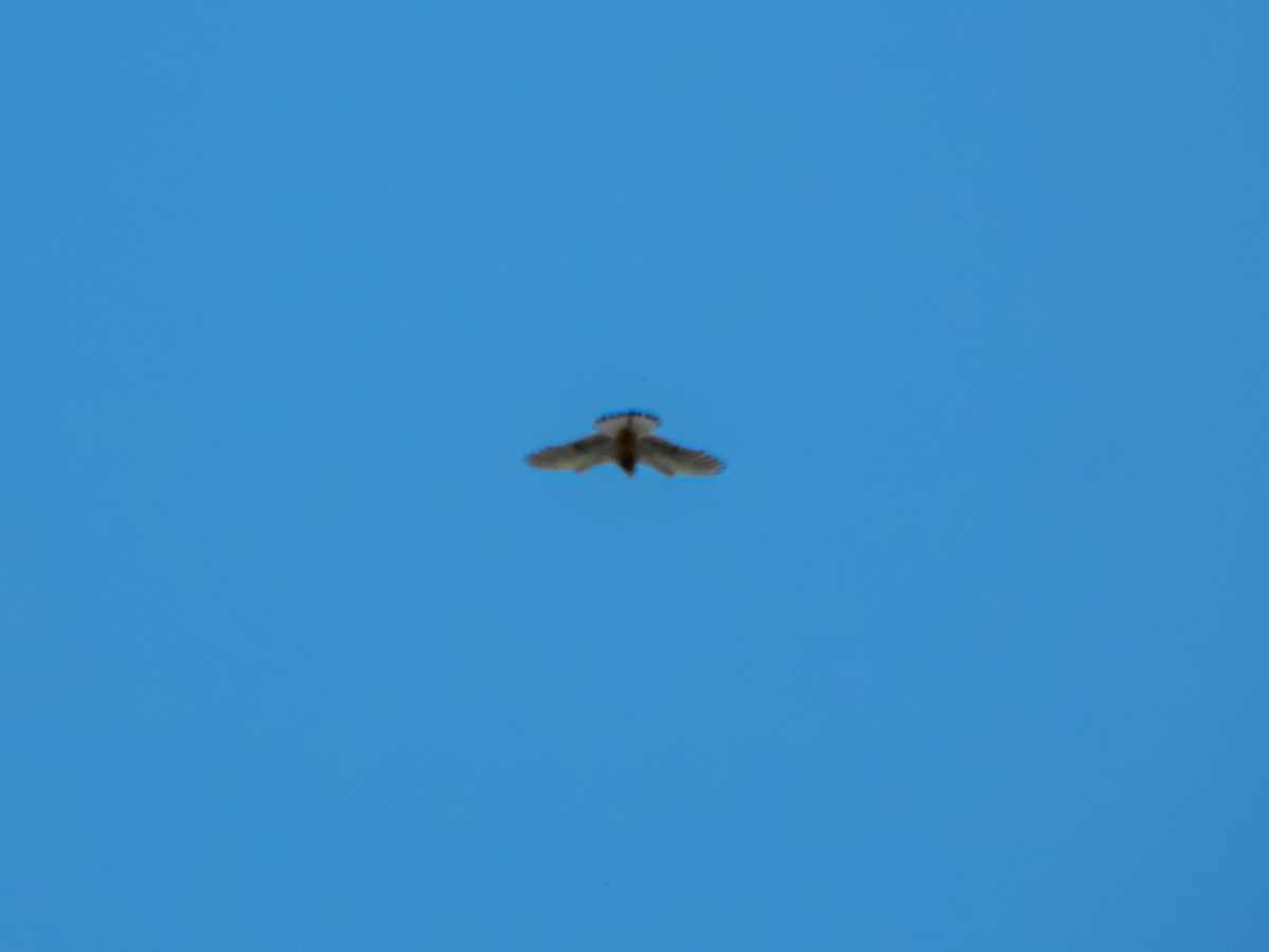 Eurasian Kestrel - ML637743211