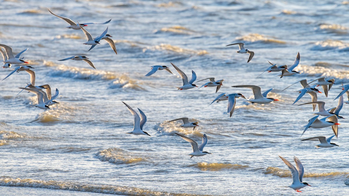 Forster's Tern - ML637743212