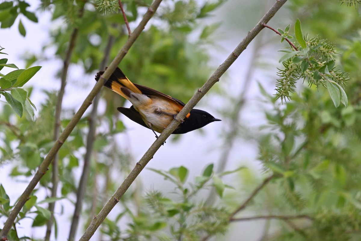 American Redstart - ML637743214