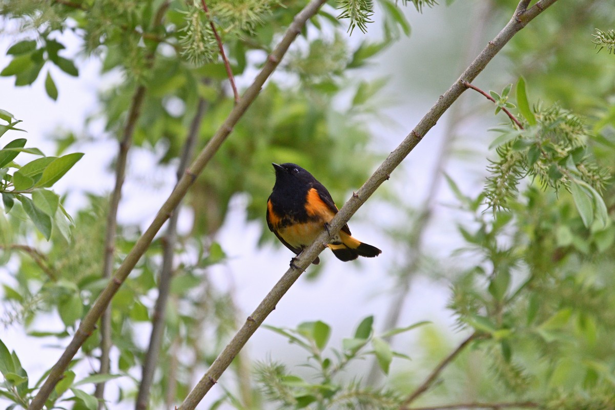 American Redstart - ML637743215