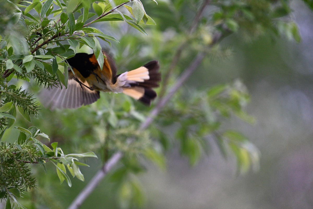 American Redstart - ML637743216