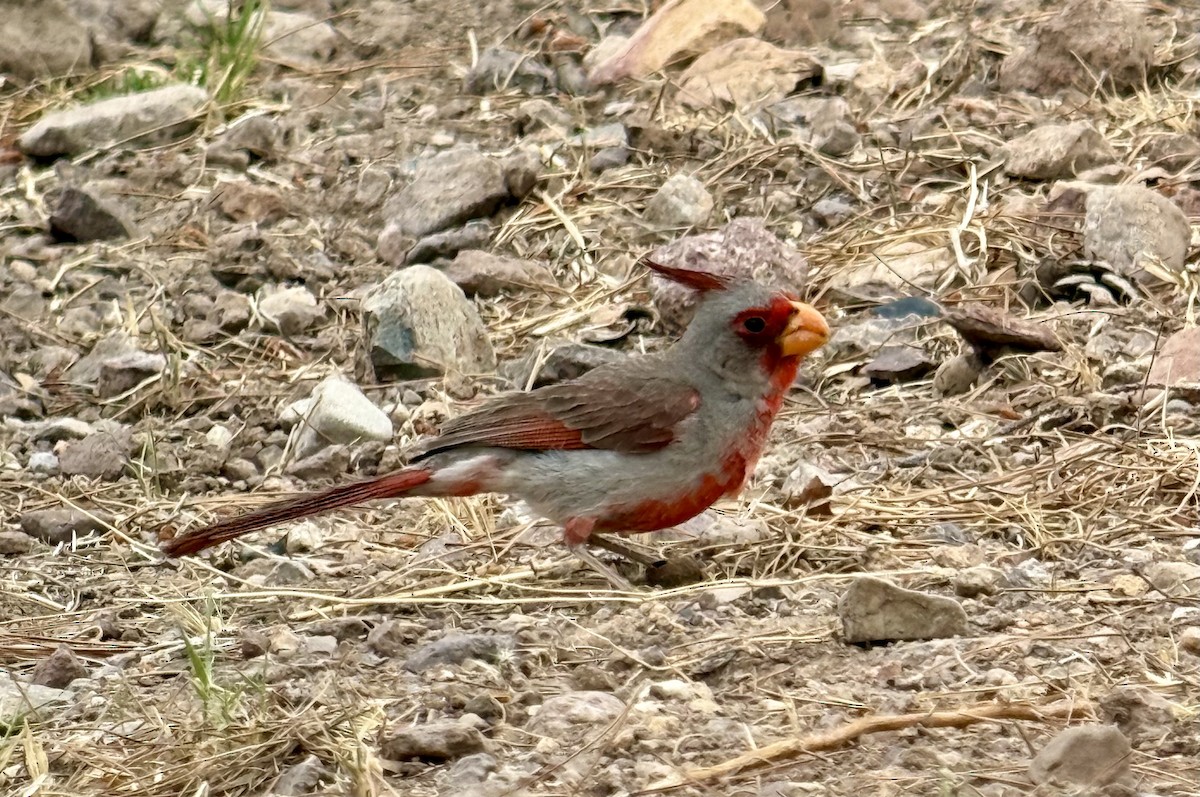 Pyrrhuloxia - ML637743218