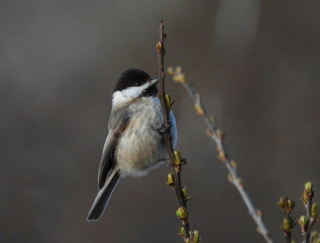 Sichuan Tit - ML637743224