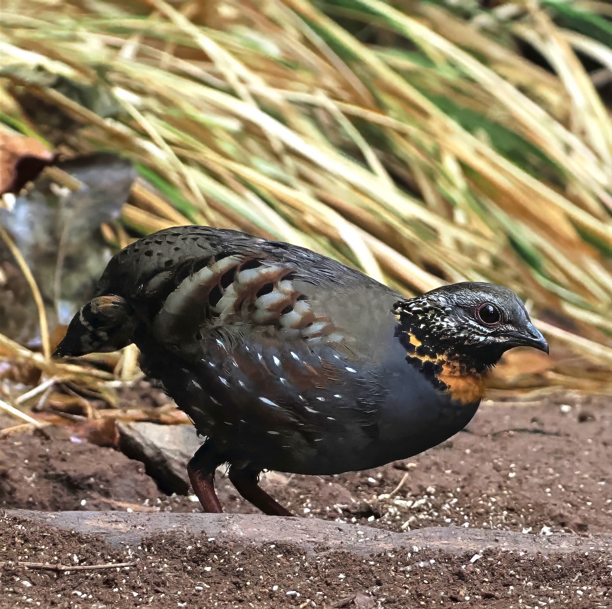 Rufous-throated Partridge - ML637743225