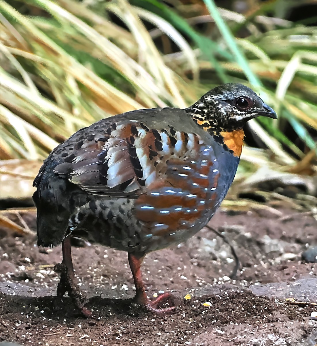 Rufous-throated Partridge - ML637743237