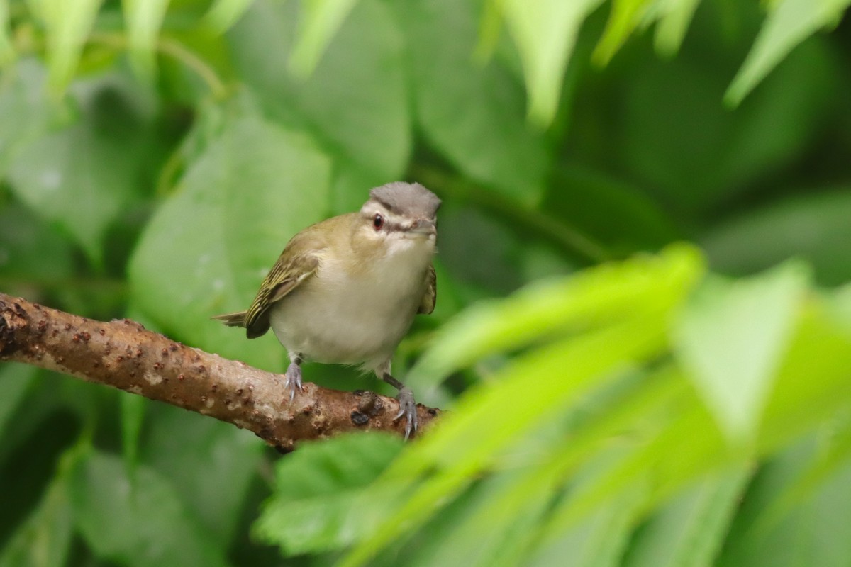 Red-eyed Vireo - ML637743246