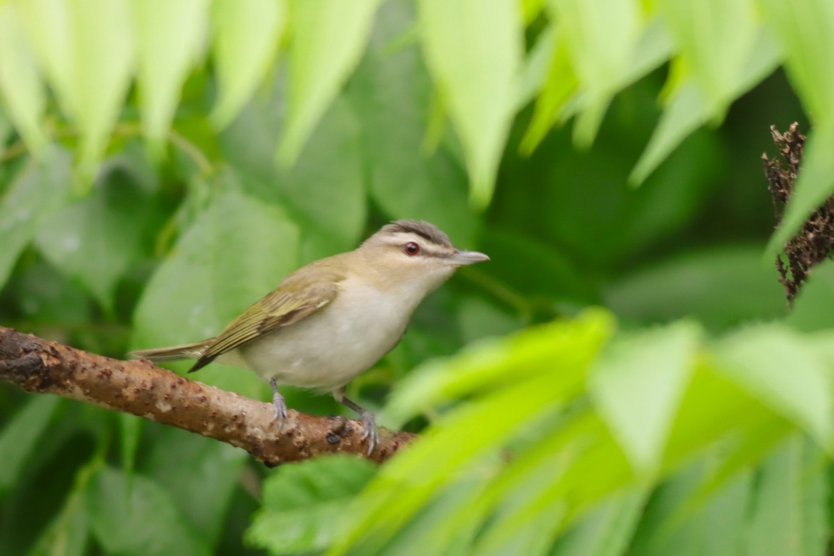 Red-eyed Vireo - ML637743247