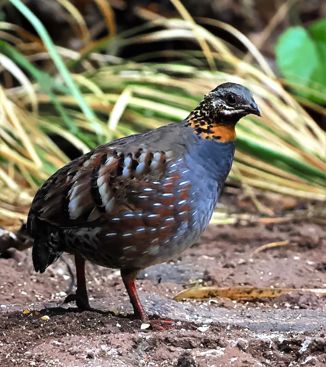 Rufous-throated Partridge - ML637743252