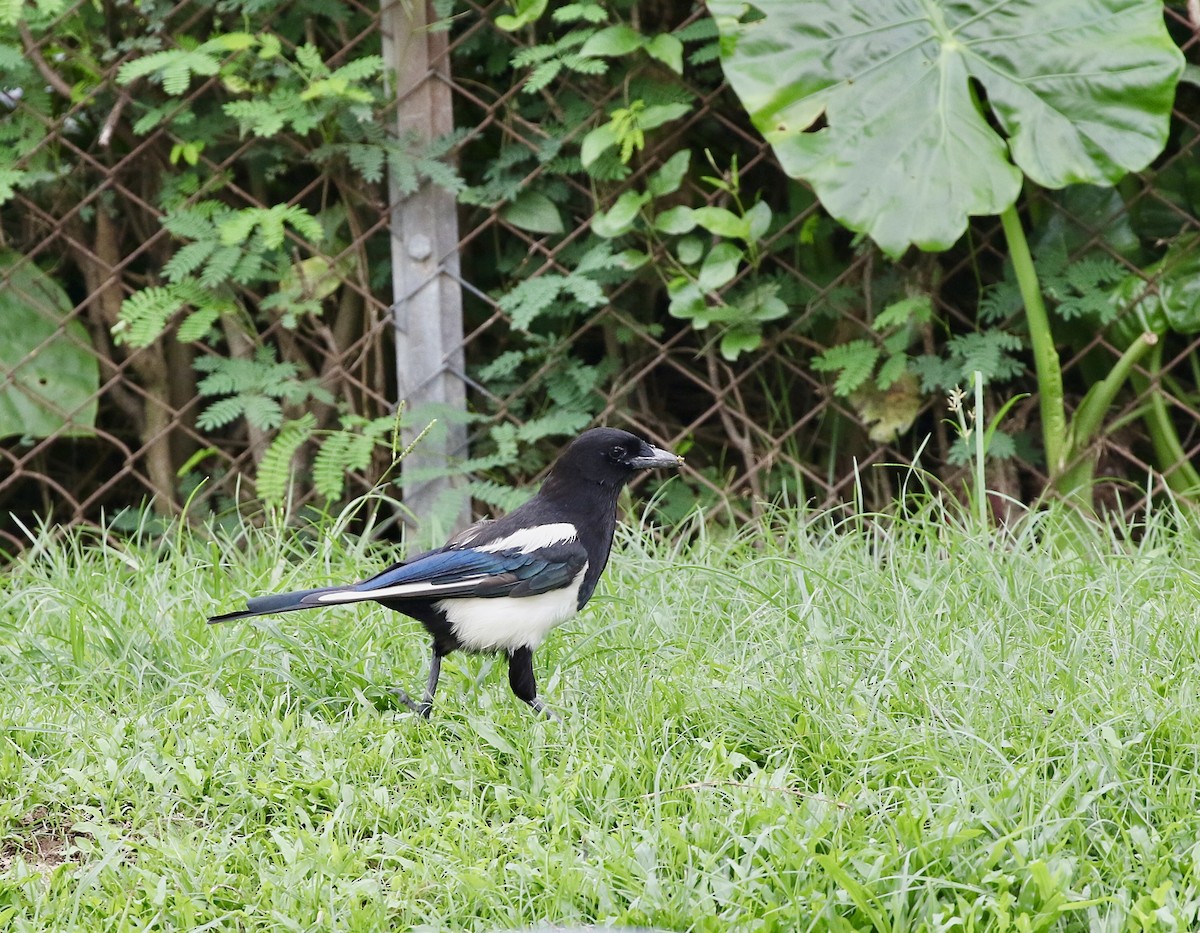 Oriental Magpie - ML637743265