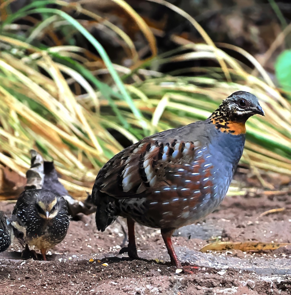 Rufous-throated Partridge - ML637743268