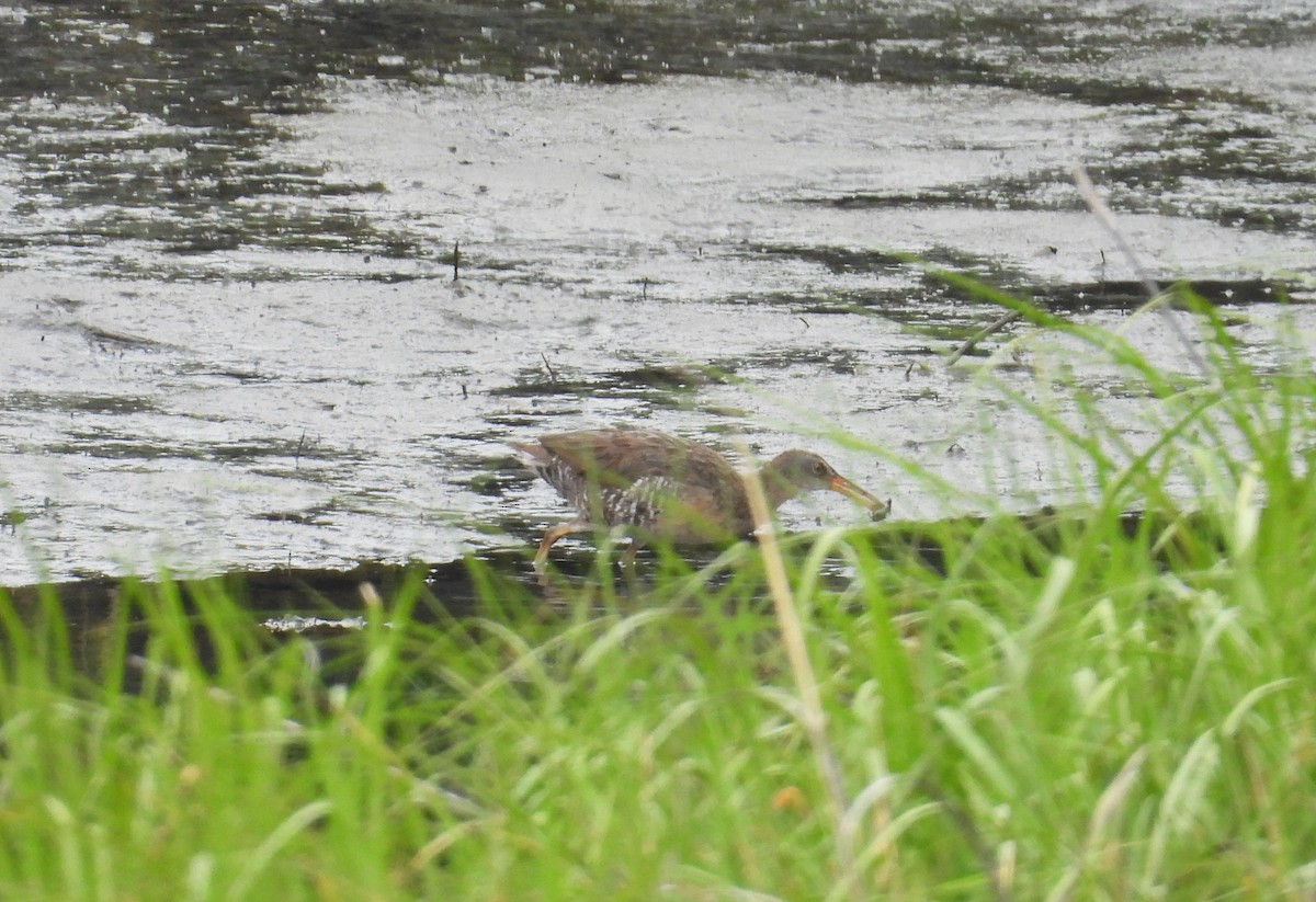 Clapper Rail - ML637743275