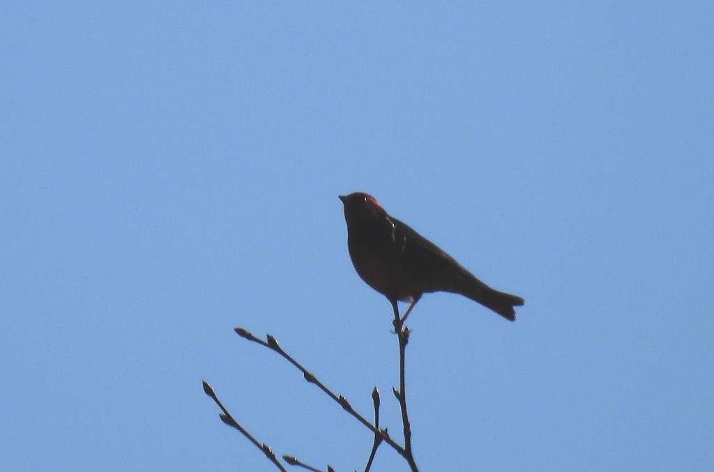 Dark-breasted Rosefinch - ML637743277