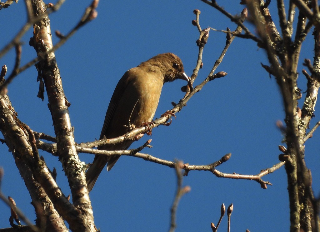 Dark-breasted Rosefinch - ML637743278