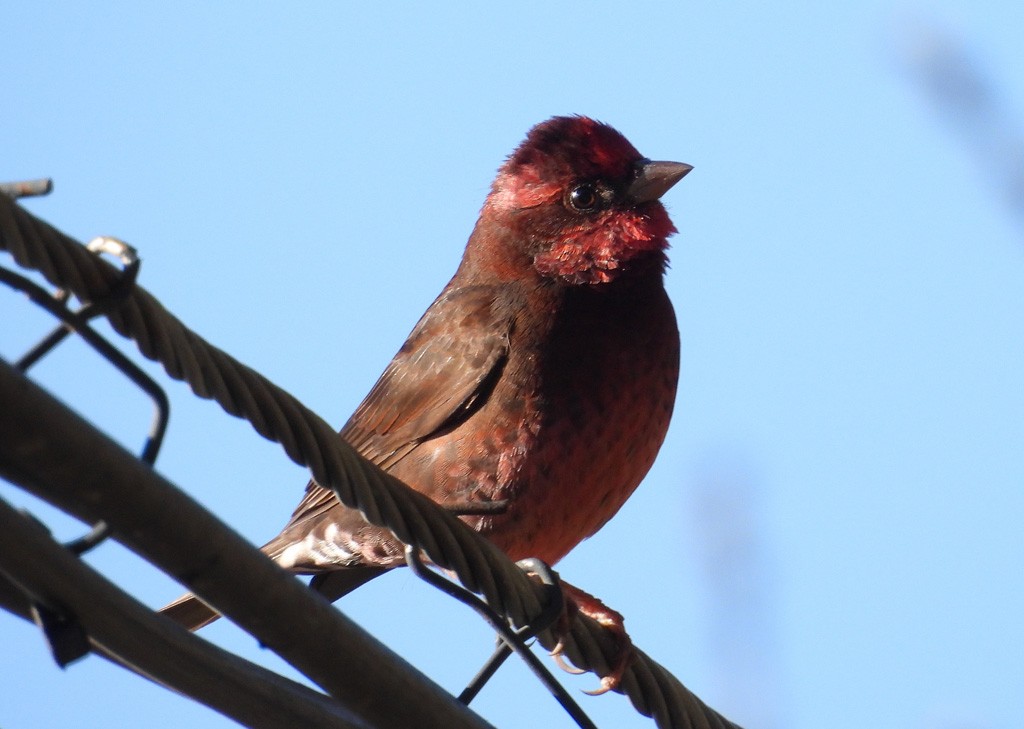 Dark-breasted Rosefinch - ML637743281