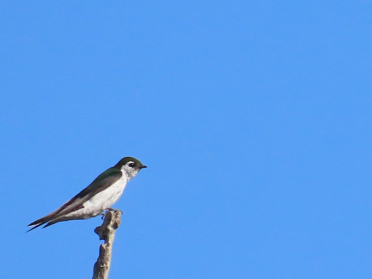 Violet-green Swallow - ML637743294