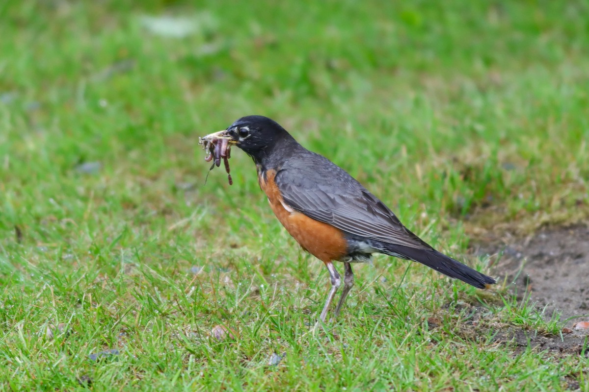 American Robin - ML637743302
