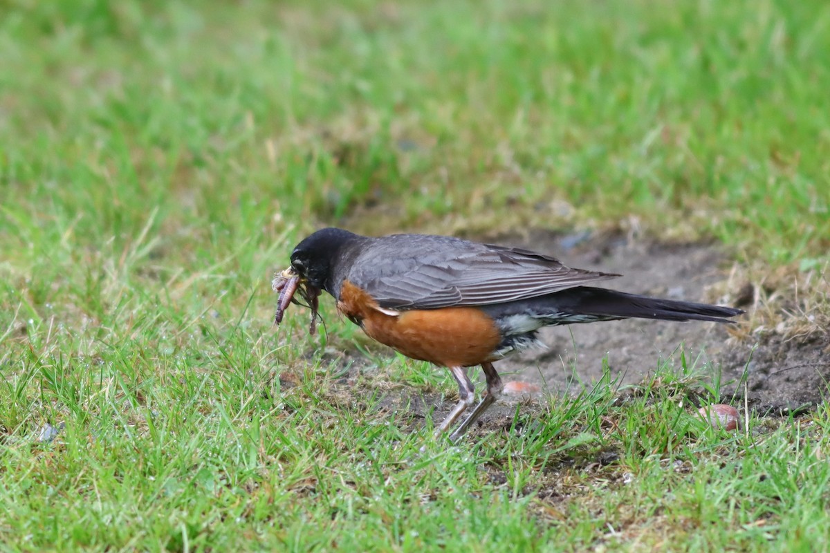 American Robin - ML637743303