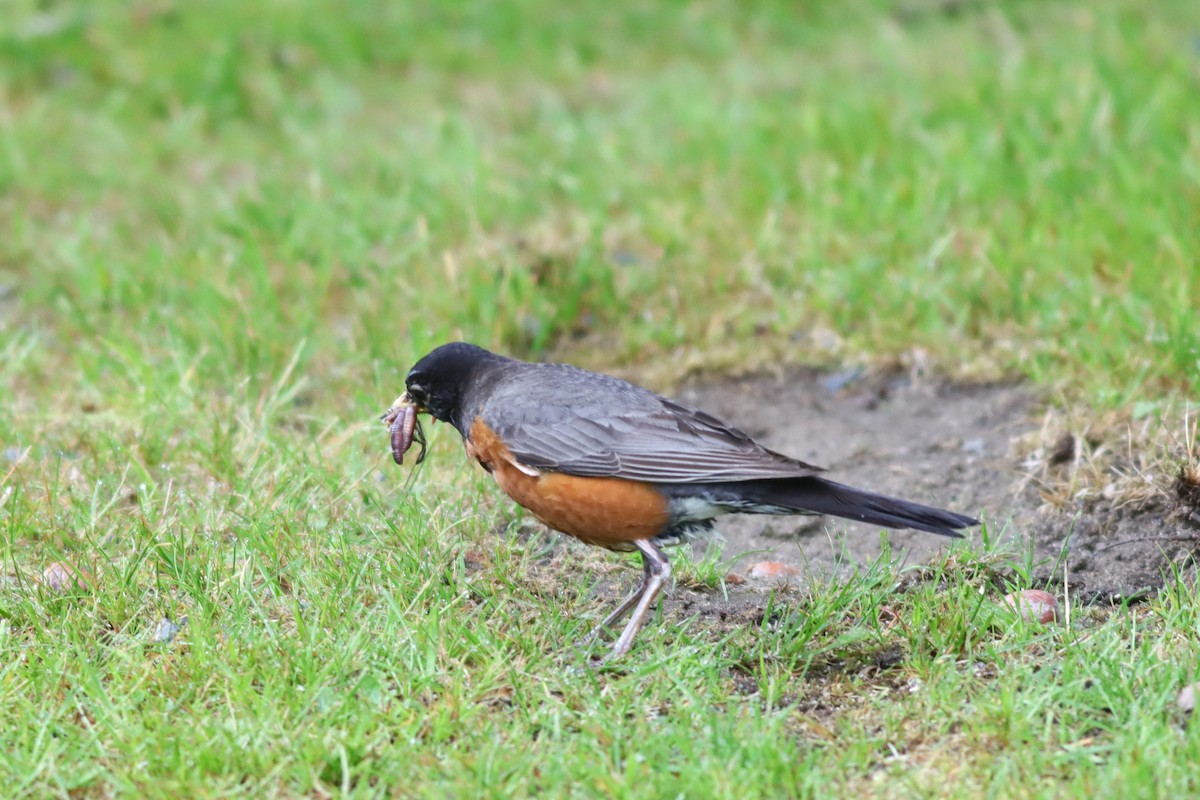 American Robin - ML637743304
