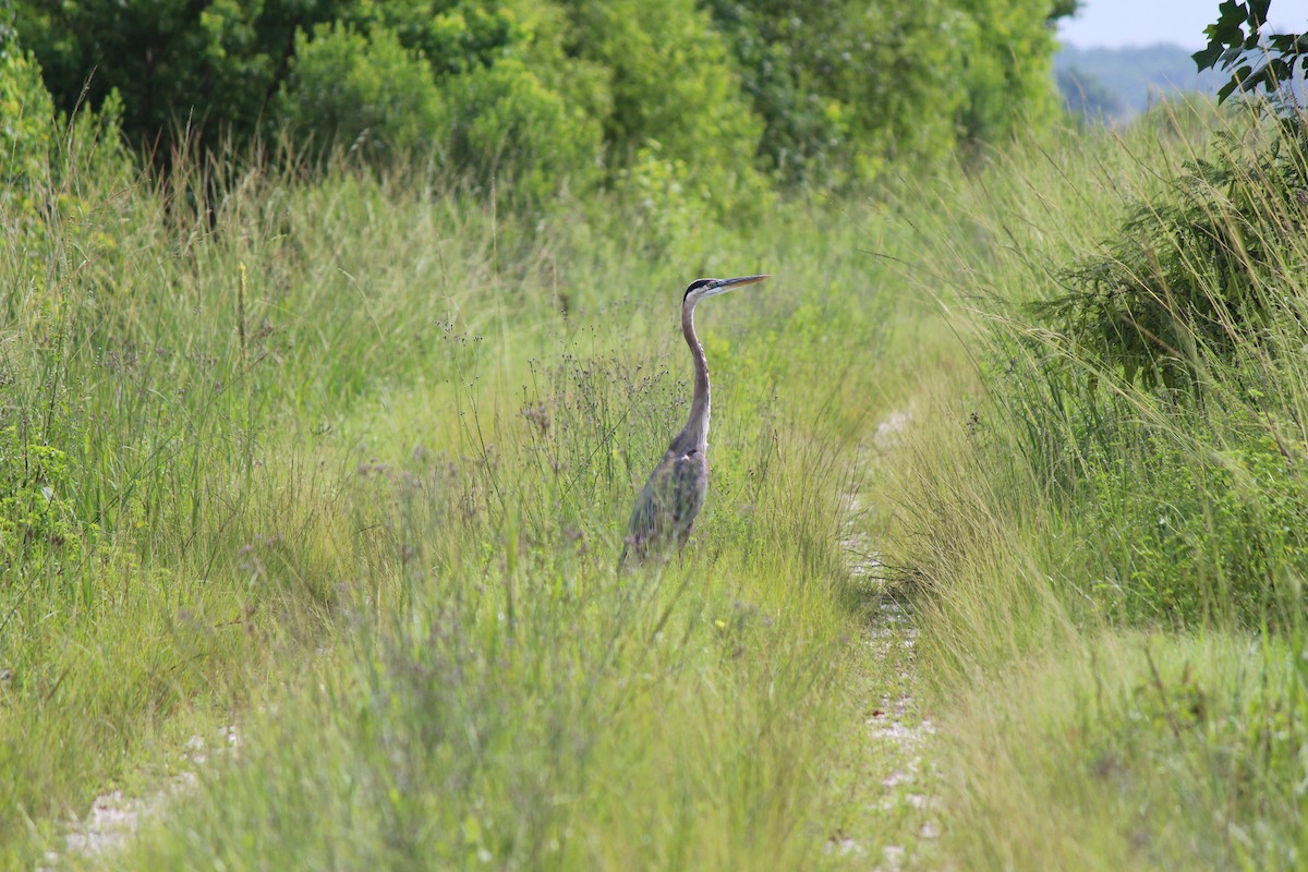 Great Blue Heron - ML637743313