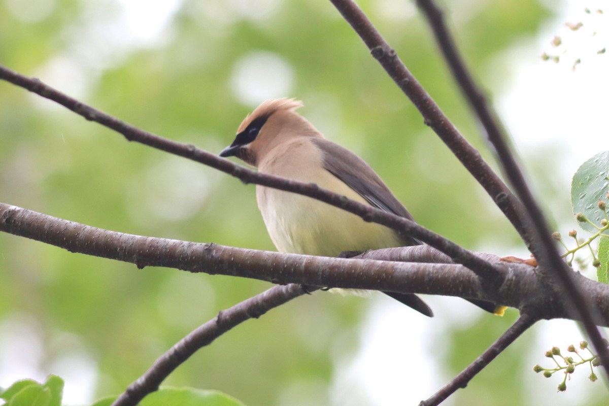 Cedar Waxwing - ML637743317