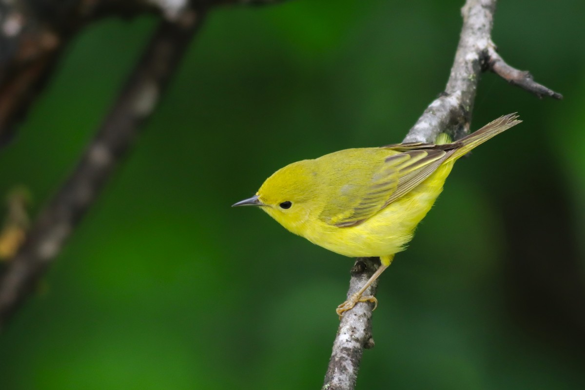 Yellow Warbler - ML637743348