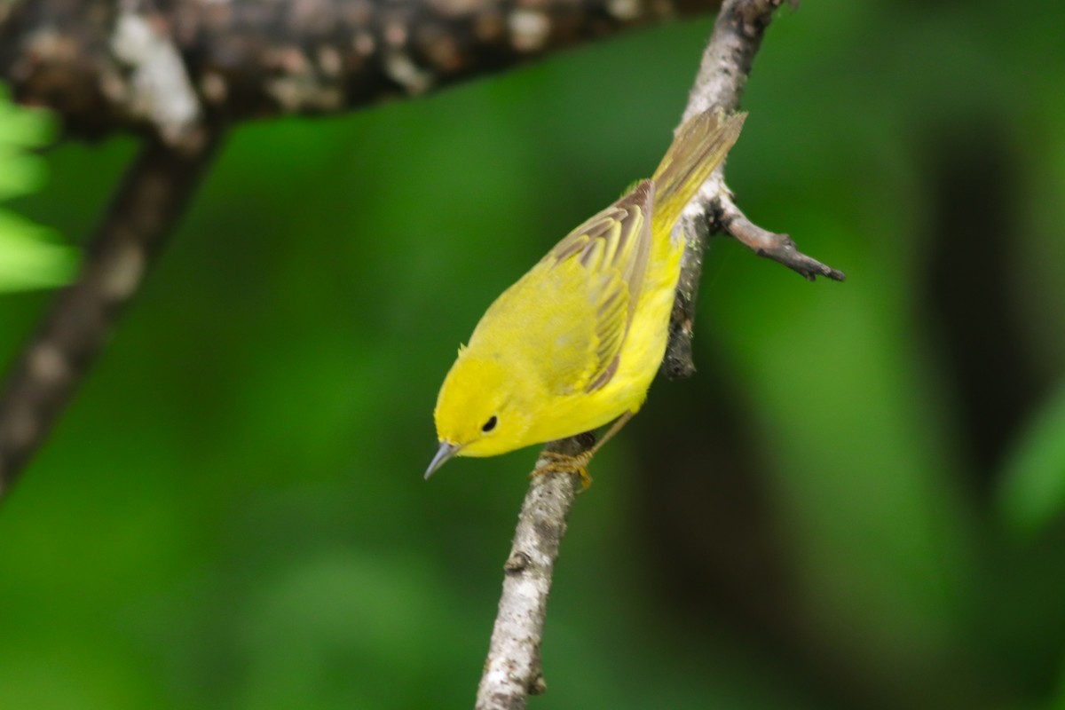 Yellow Warbler - ML637743349