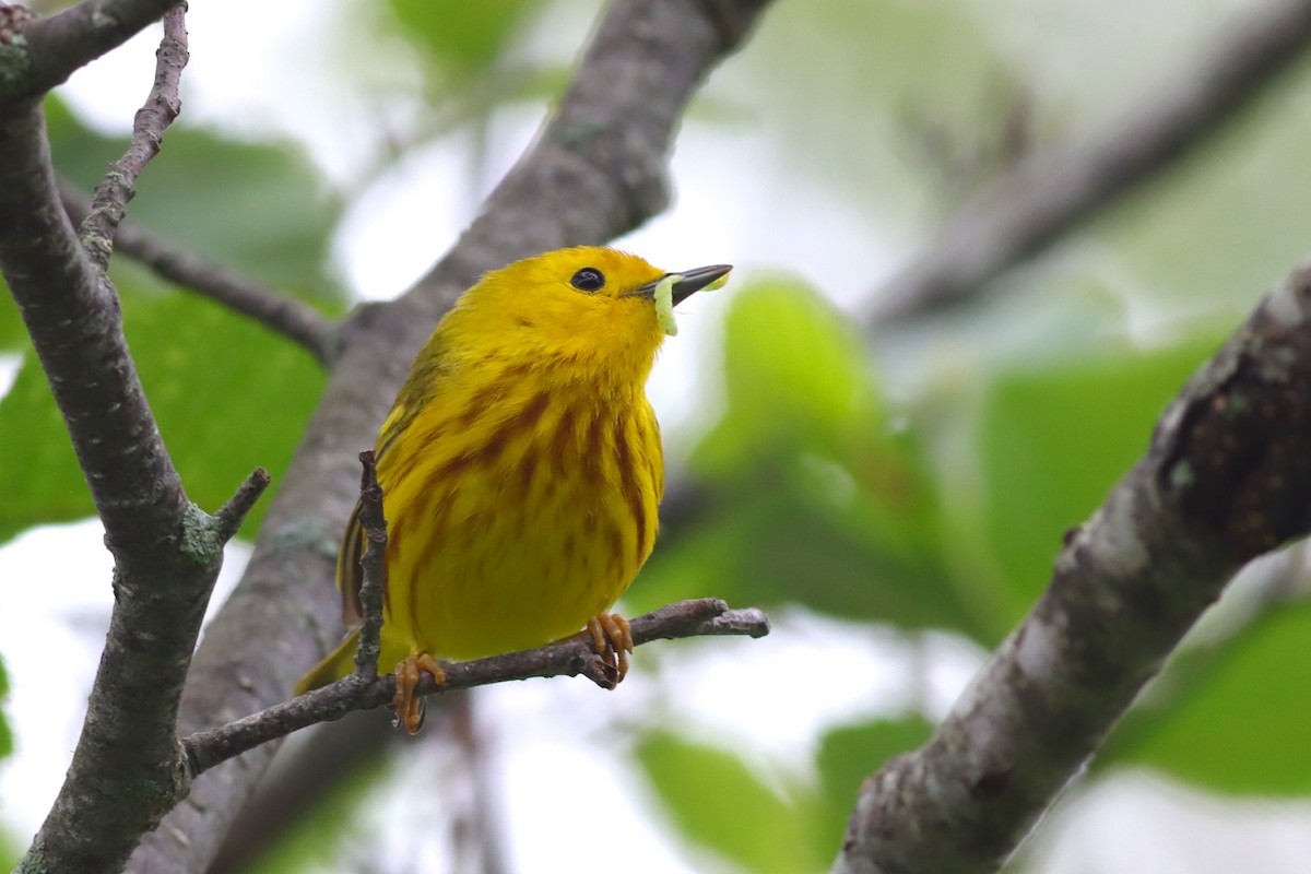 Yellow Warbler - ML637743350