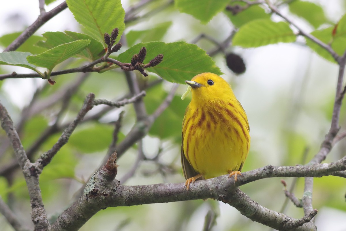Yellow Warbler - ML637743354