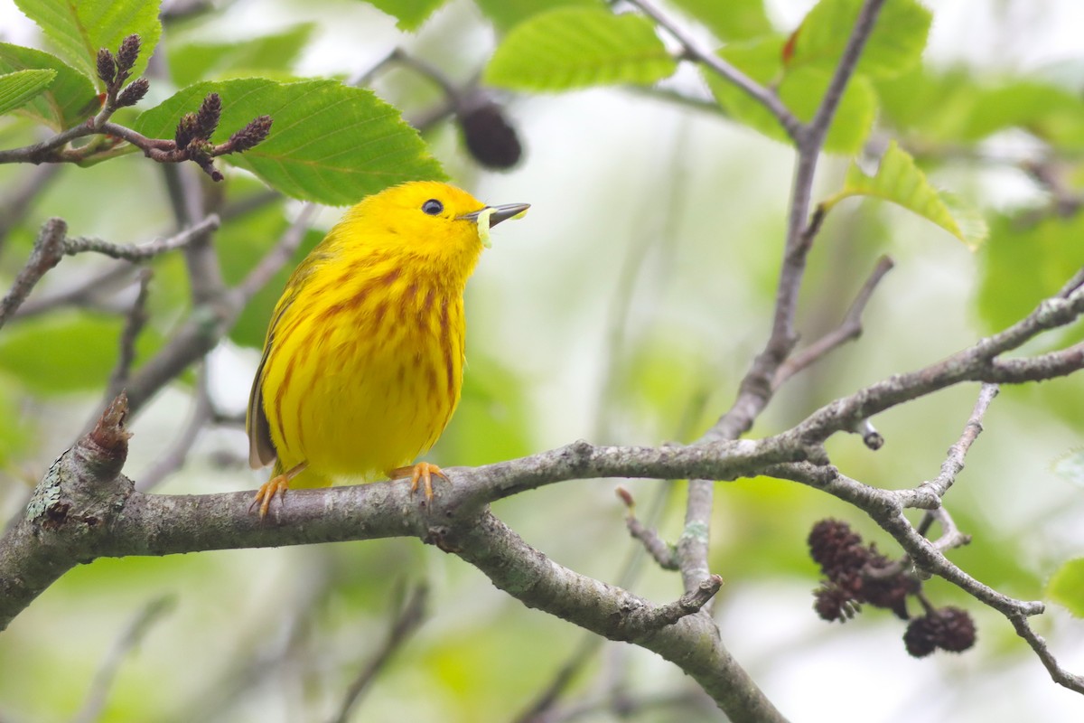 Yellow Warbler - ML637743357