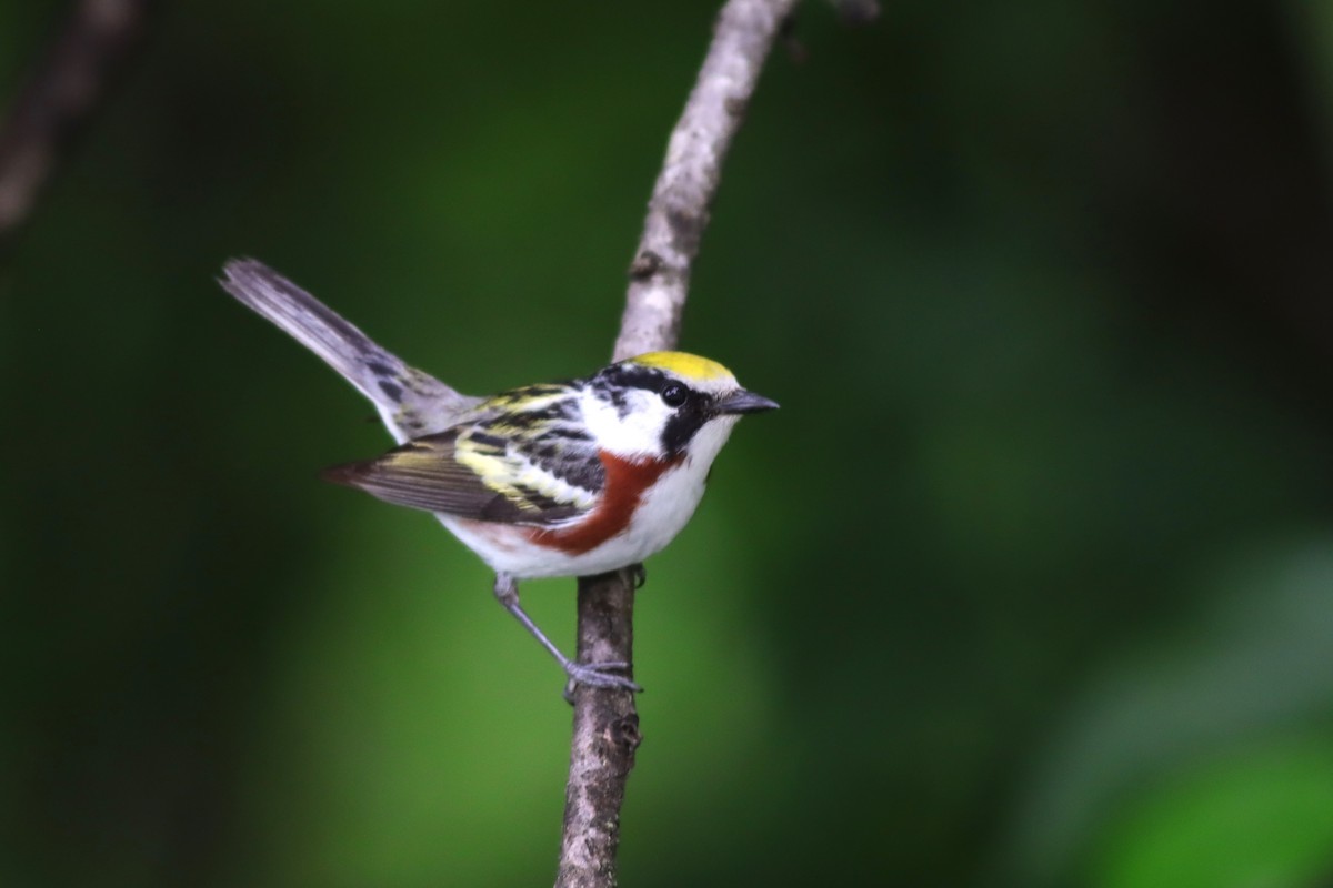 Chestnut-sided Warbler - ML637743381