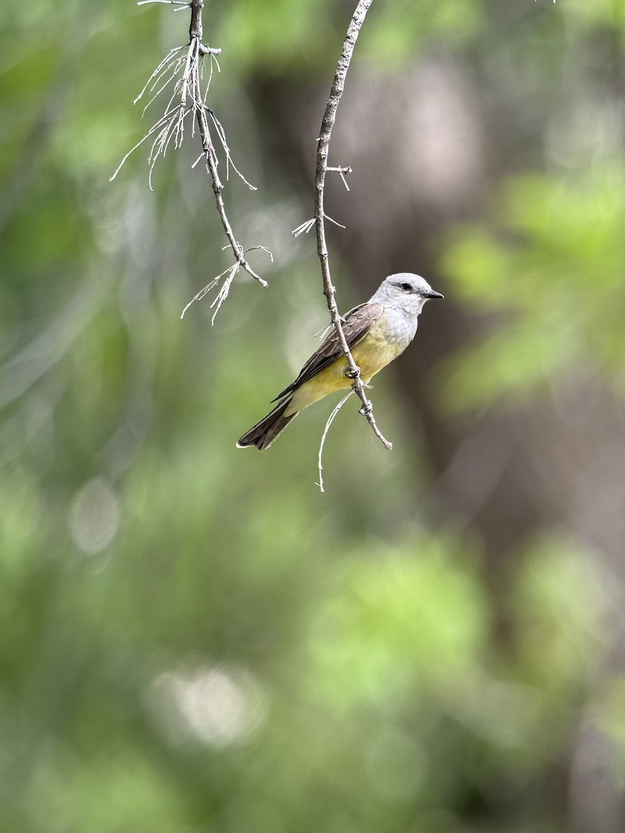 Western Kingbird - ML637743409