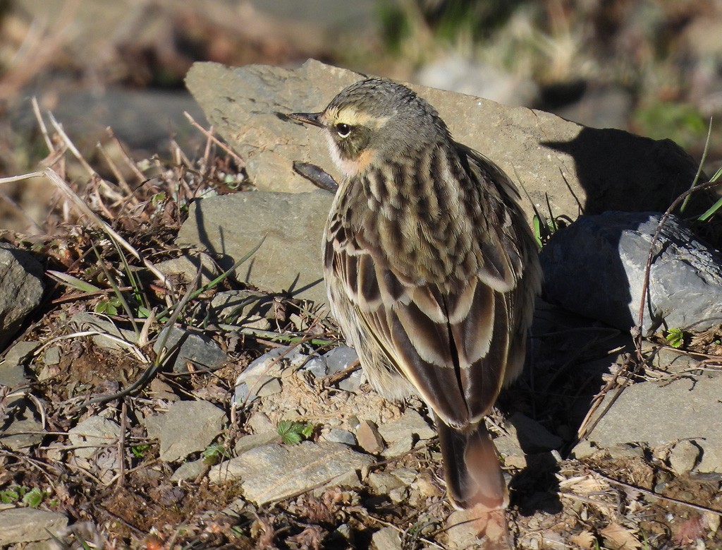 Rosy Pipit - ML637743425