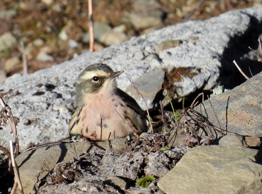 Rosy Pipit - ML637743426