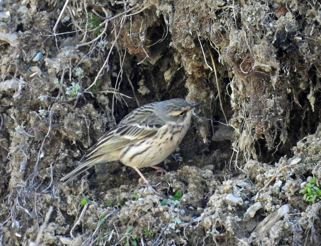 Rosy Pipit - ML637743427