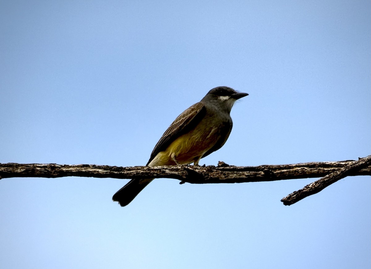 Cassin's Kingbird - ML637743504