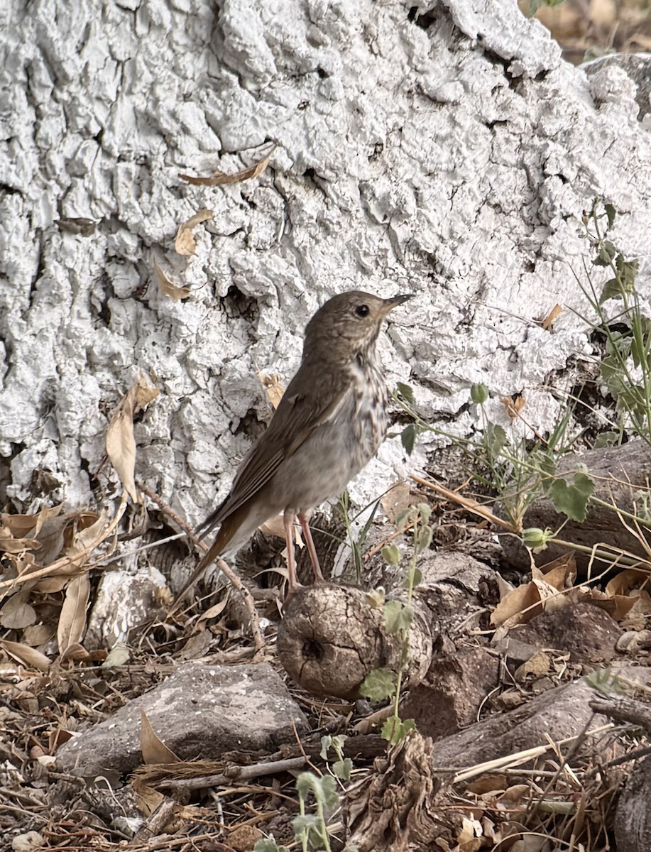 Hermit Thrush - ML637743515