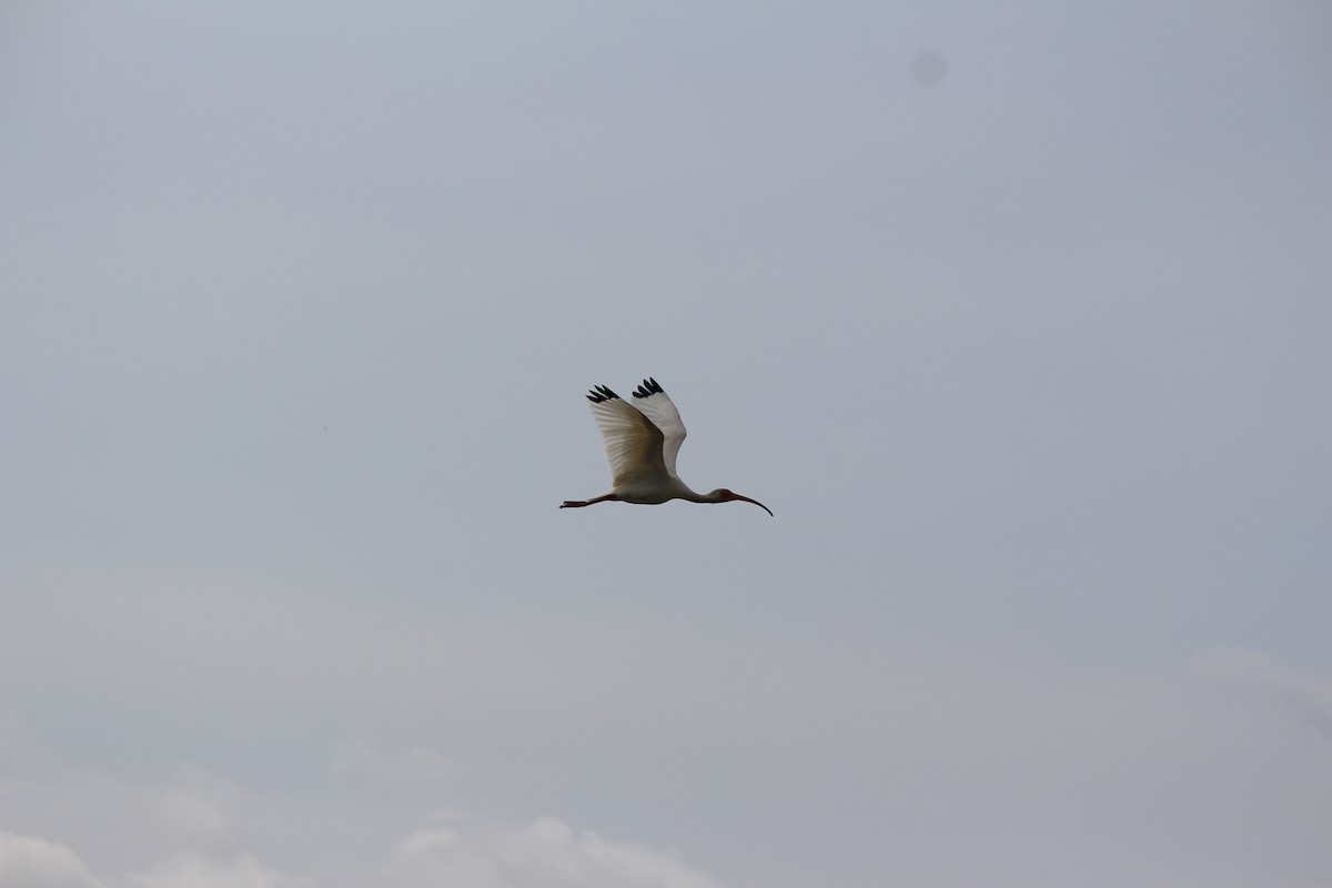 White Ibis - ML637743554