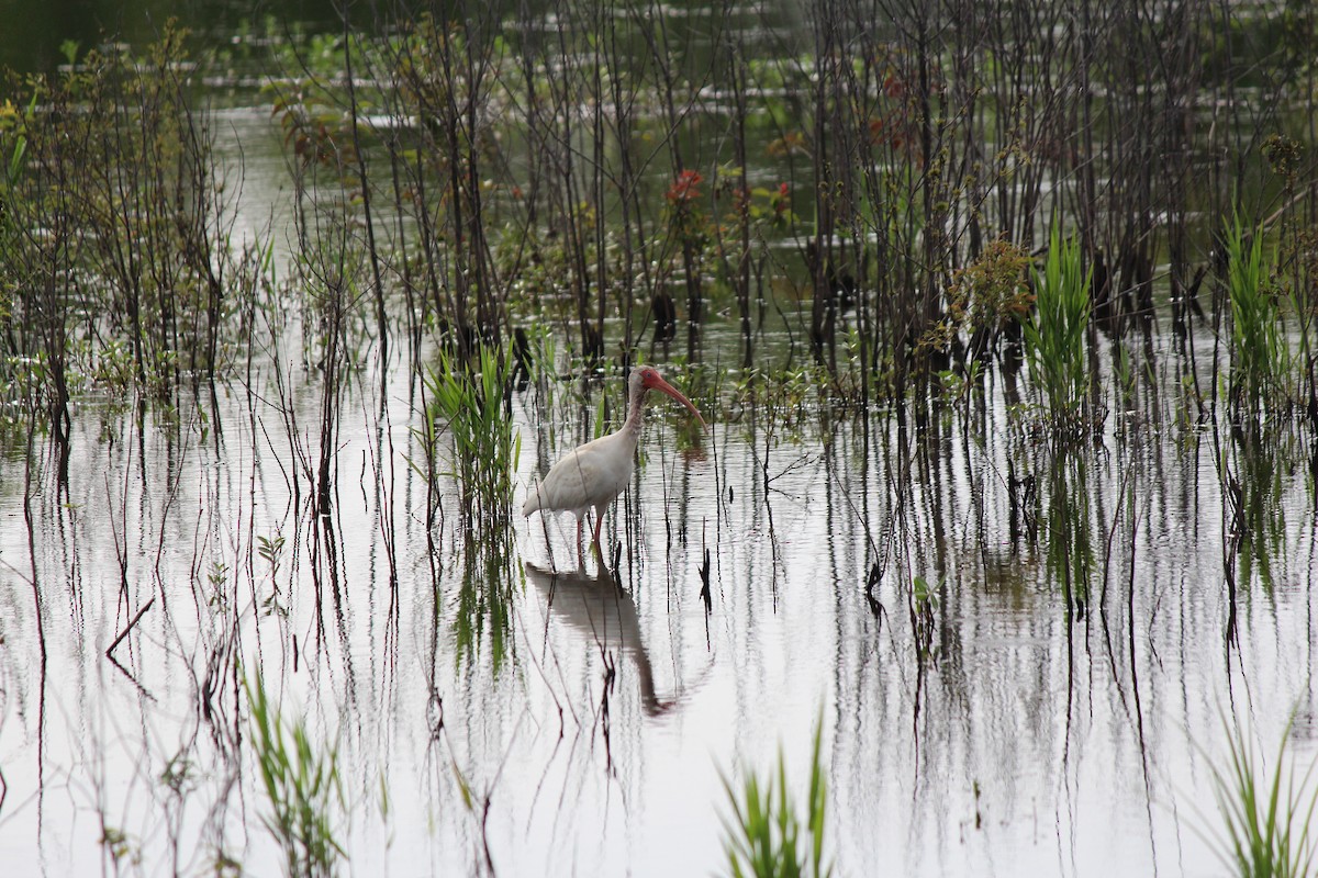 Ibis blanc - ML637743555