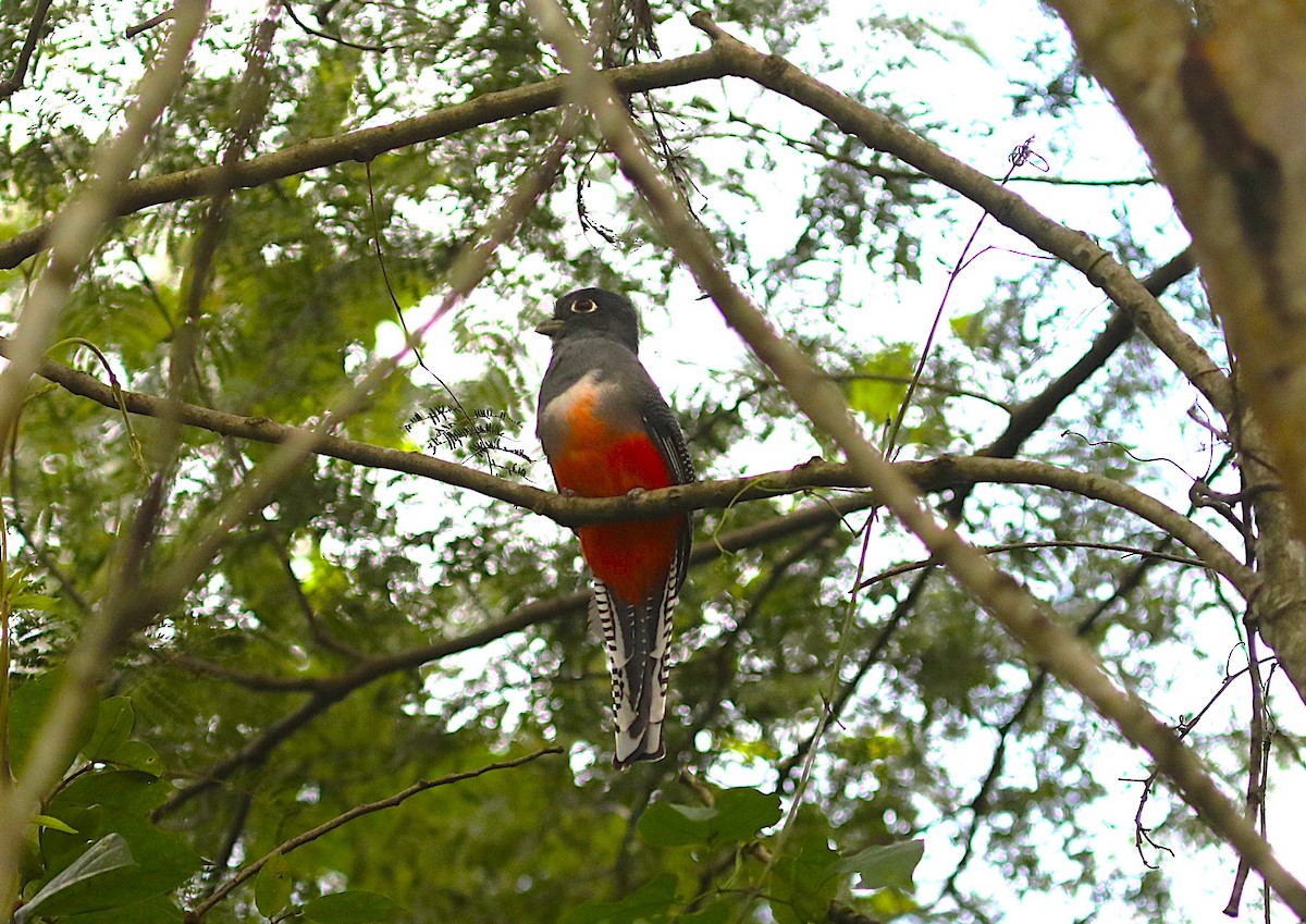 Blue-crowned Trogon - ML637743599