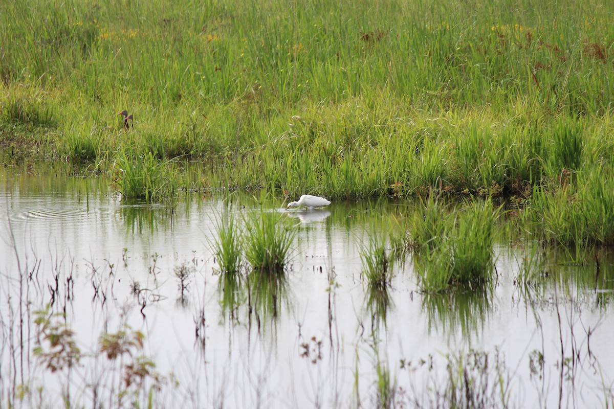 Snowy Egret - ML637743601