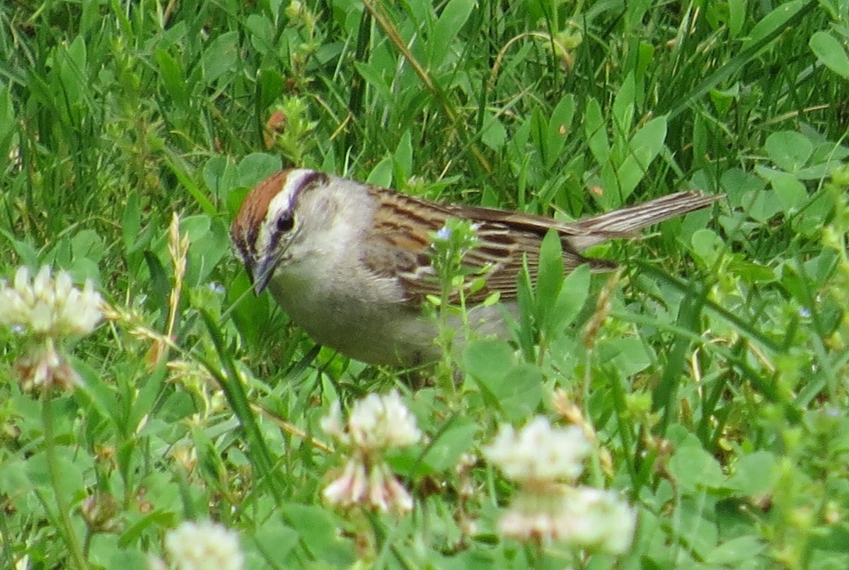 Chipping Sparrow - ML637743637