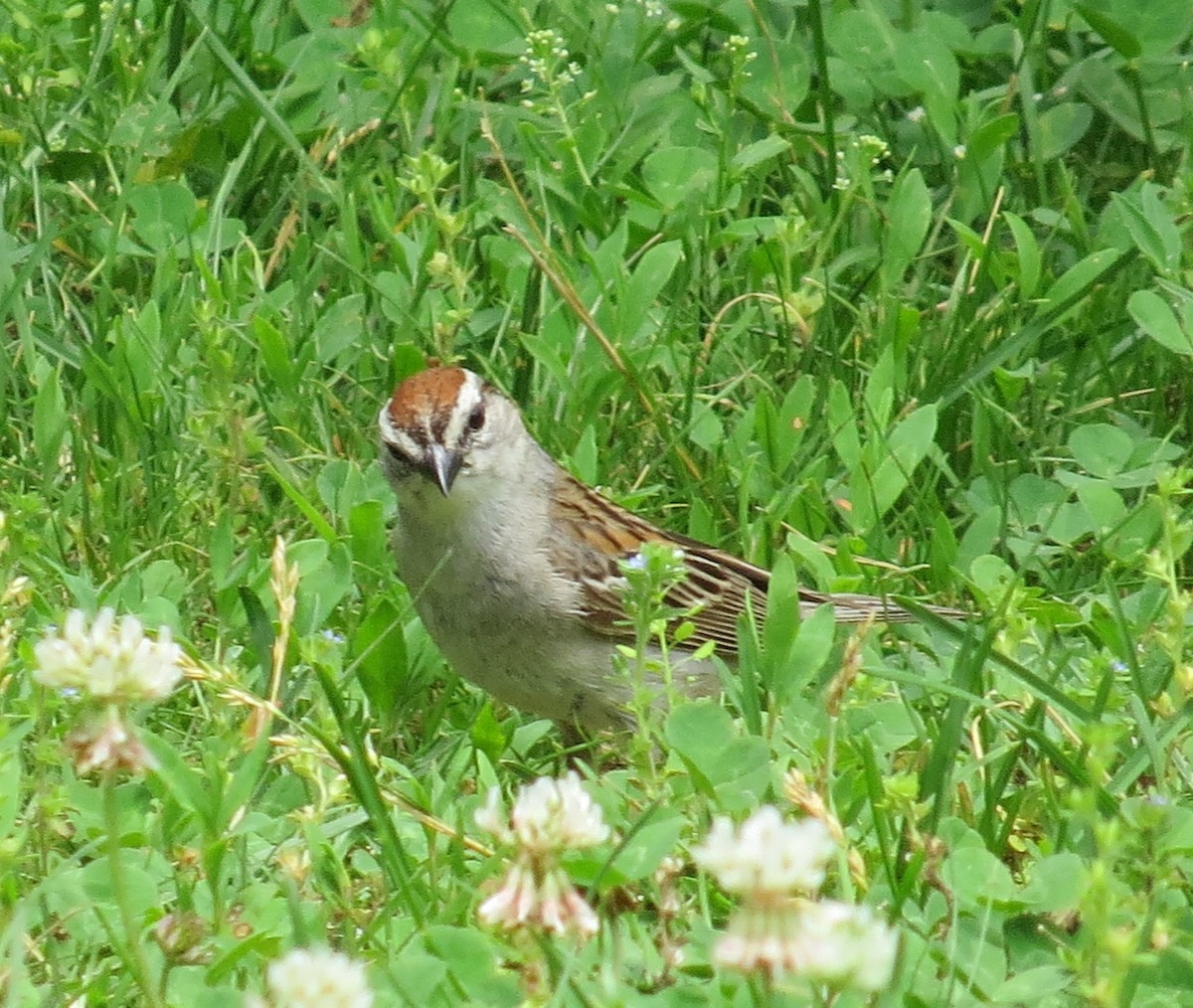 Chipping Sparrow - ML637743638