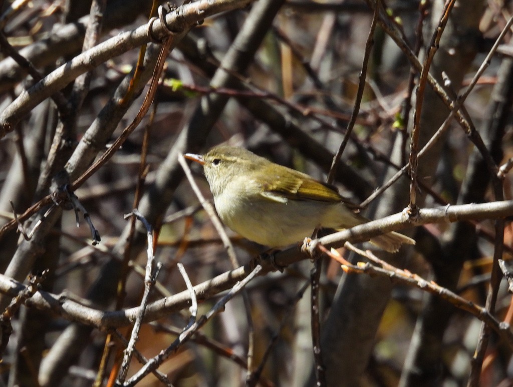 Buff-barred Warbler - ML637743644