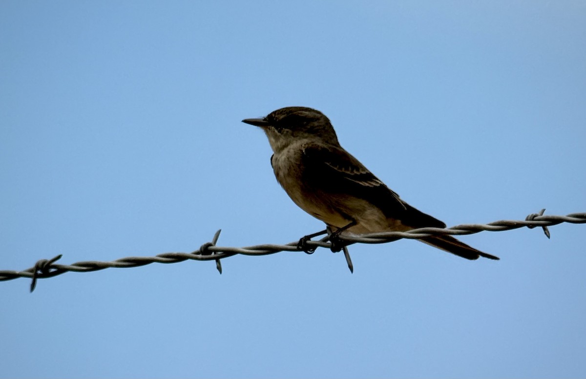 Western Wood-Pewee - ML637743645