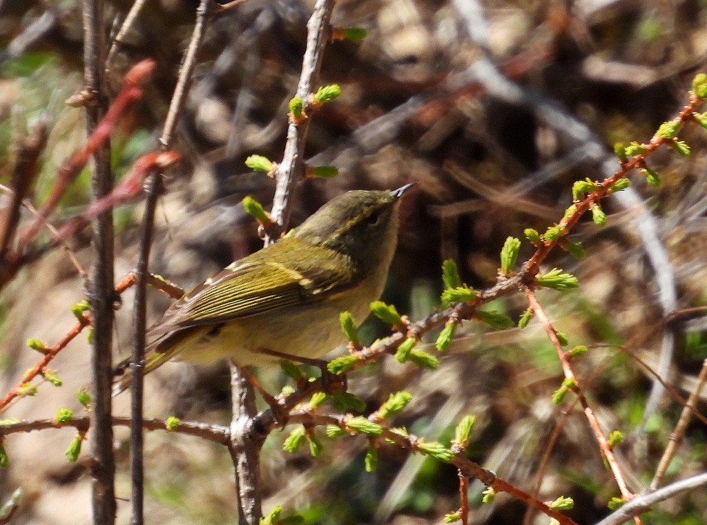 Buff-barred Warbler - ML637743653