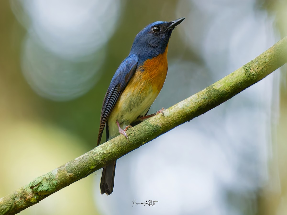 Hainan Blue Flycatcher - ML637743671