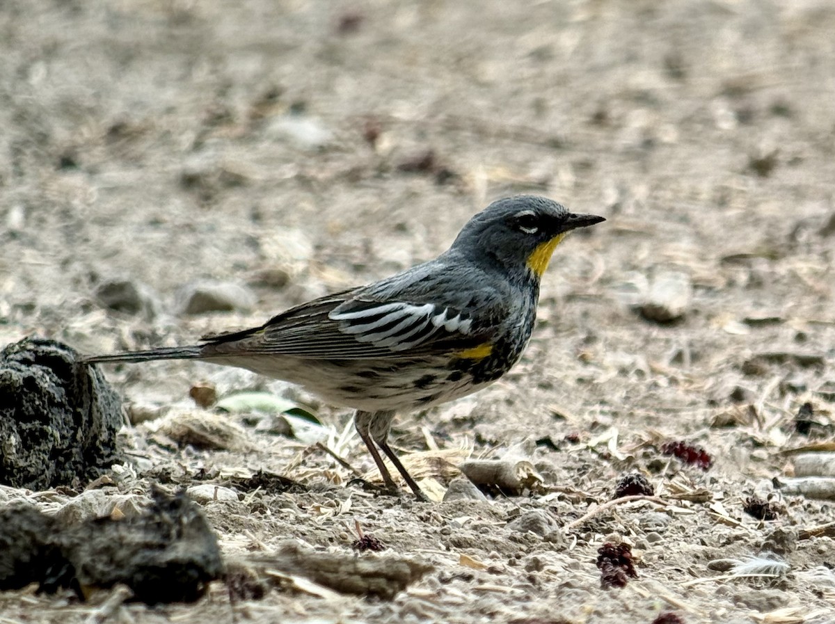 Yellow-rumped Warbler (Audubon's) - ML637743673