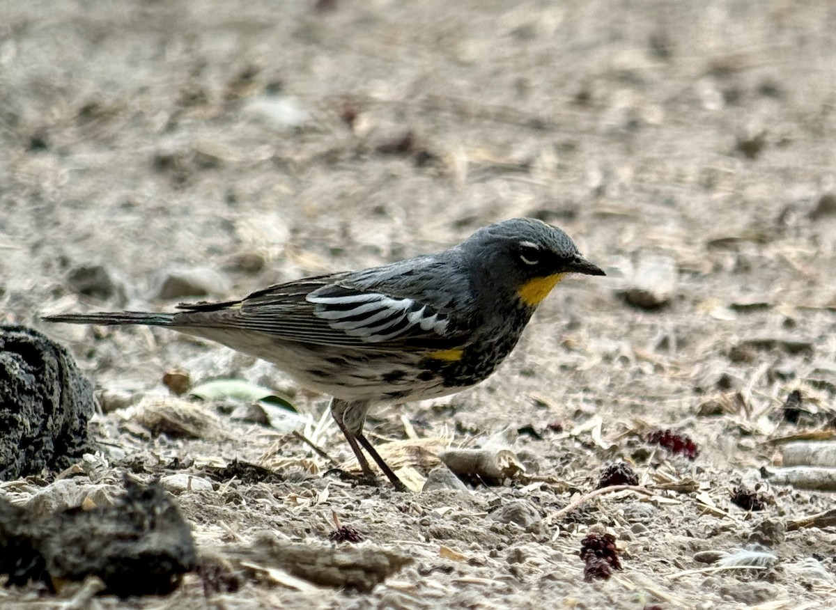 Yellow-rumped Warbler (Audubon's) - ML637743674